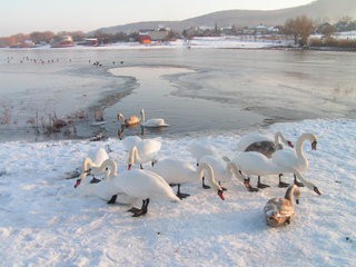Prikrmovanie labutí na Ružinskej priehrade