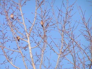 CHochláč severský pri Ružinskej priehrade